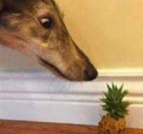 stupiddog.jpg