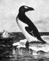Pinguinus impennis.jpg