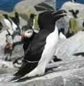 Alcidae.jpg