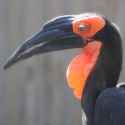 Southern-Ground-Hornbill-Thumbnail.jpg