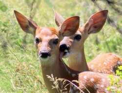 fallow lick.jpg