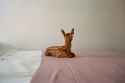deer looking at the wall.jpg