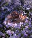 flowerfawn.jpg