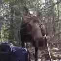 curious moose.webm