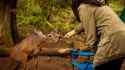 Woman-Feeding-Deer-Forest-962365766_GettyImages_2400.jpg