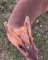DeerAirSac.webm