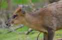 muntjac_speed01.jpg