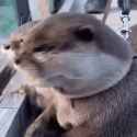 1754524744313760.webm