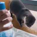 1622991390099.webm