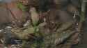 20260318s-[04.21.027-04.50.490].webm