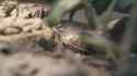 20260318s-[00.27.427-01.01.928].webm