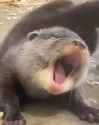 big yawn.jpg