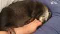 _2_3.webm
