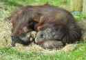 snoozing awan and tonic.jpg