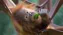 Rieke-MonkeyWorld.jpg
