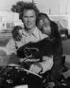 Clint and Orang.jpg