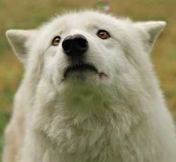 pleading_wolf.jpg