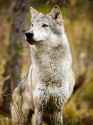 wet_wolf.jpg