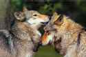 wolf_nibble.jpg