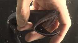 gulper eel.jpg