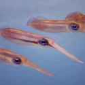 Sepioteuthis lessoniana 4.jpg
