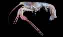 dinochelus_ausubeli-lobster.jpg