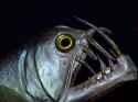 ViperFish_Gavin_Mills.width-765.jpg