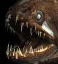 threadfin_dragonfish.jpg