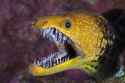 fangtooth-moray-eel-Enchelycore-anatina.jpg