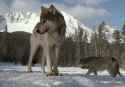 posing_wolf.jpg