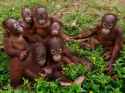 PAY-Orangutans.jpg