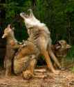 Howl.jpg
