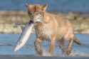 lobo-come-pescado_41dfa23b_260414164350_1280x854.png
