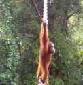 suspension bridge walker.jpg