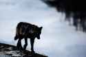 419 - adult black_fur black_nose day eyes_open gray_wolf image mouth_closed outdoors single standing walking wild winter_coat yellow_eyes.jpg