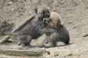Wolf pups.jpg