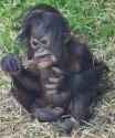 tonic inspects his twig.jpg