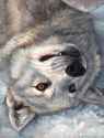 1520551827.kenket_ccwolf.jpg