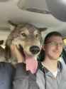 absolute unit of a wolf.jpg