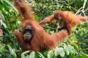 sumatran mother and child.jpg
