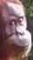 face.png