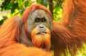 portrait of male sumatran orangutan.jpg