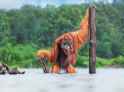 orangutan crossing the mighty river.jpg