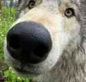 Snoot.jpg