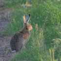 hare_staring.jpg