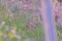 closerabbitzoomed.jpg