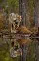 17-Wolf-and-reflection.jpg