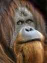 sumatran-orangutan-pongo-abelii.jpg