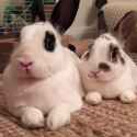 1703946962874692.webm