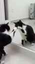 1666409521303.webm